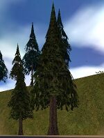 Fir Tree